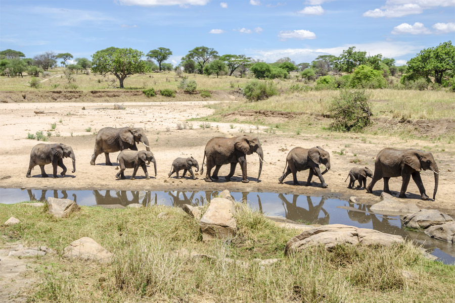 PARK-TARANGIRE-NATIONAL-PARK.jpg